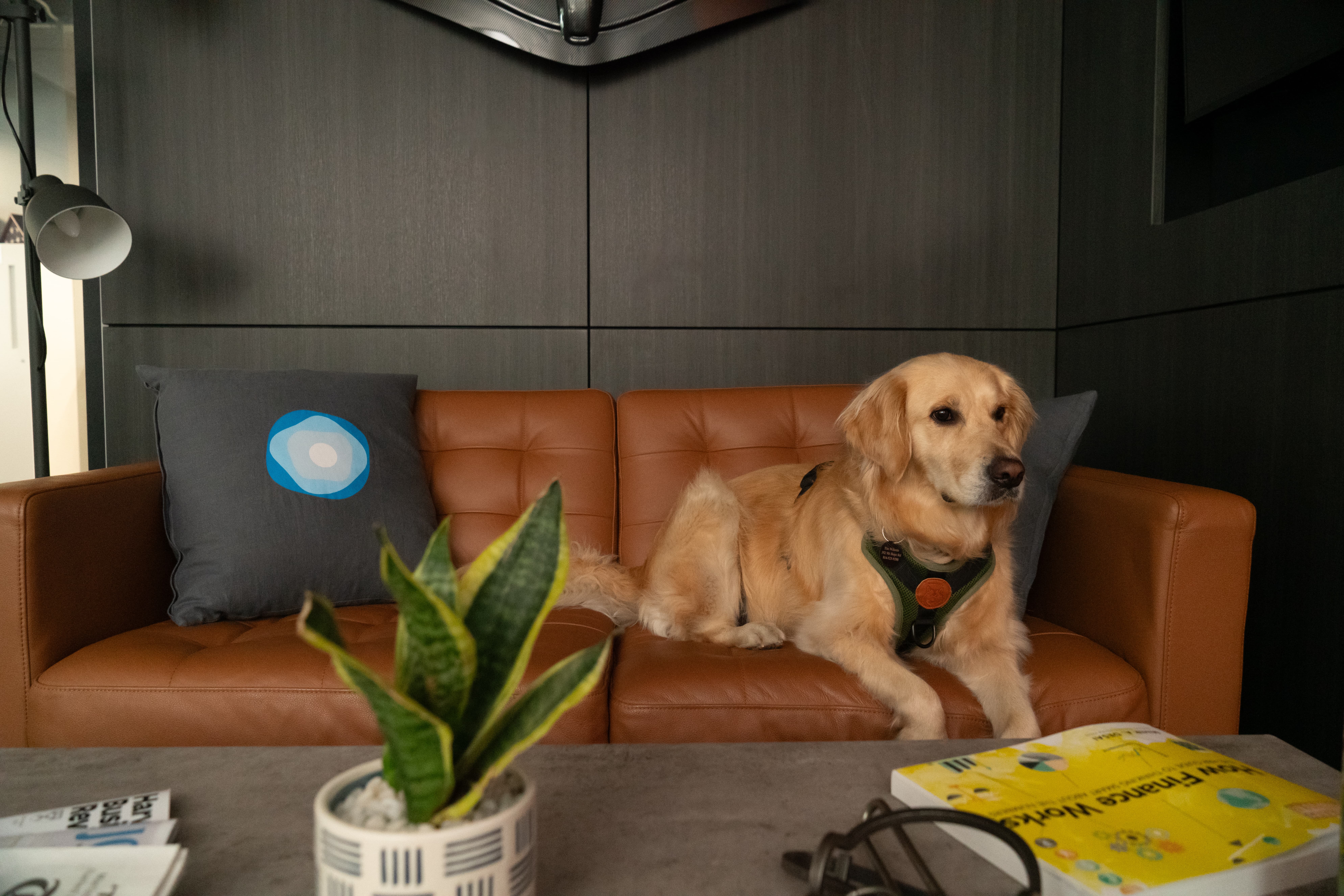 Harley on Couch 2-min